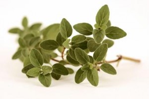 Photo of oregano on a white background