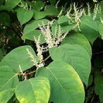 Photo of Japanese knotweed