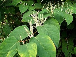 Photo of Japanese knotweed