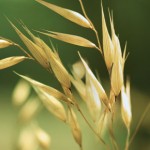 Close up photo of oats in a field