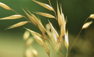 Close up photo of oats in a field