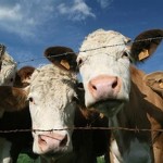 Photo of beef catle behind a fence