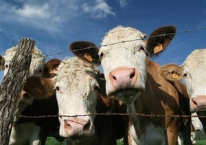 Photo of beef catle behind a fence