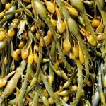 photo of wild wrack