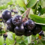 Photo of aronia melanocarpa berries