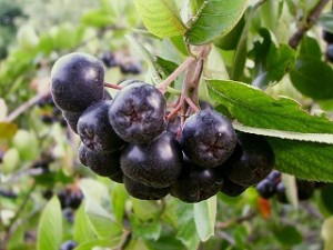 Photo of aronia melanocarpa berries