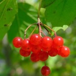 photo of crampbark berries