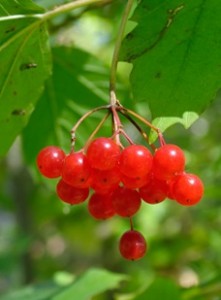 photo of crampbark berries