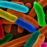 enhanced photo of gut microbiota