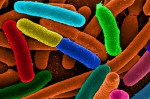 enhanced photo of gut microbiota