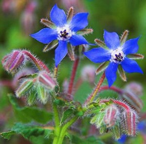 Photo of borage flowers