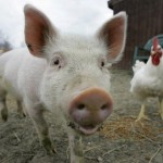 photo of a pig and a chicken