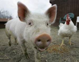 photo of a pig and a chicken