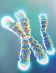 Enhanced photo of telomeres