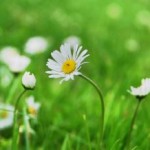 Photo of a daisy