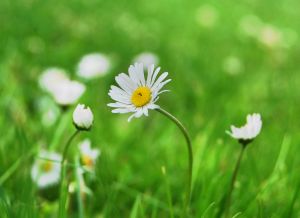 Photo of a daisy