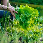 photo of lettuce being picked
