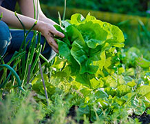 photo of lettuce being picked