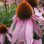 photo of echinacea purpurea flower