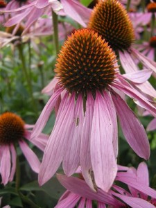 photo of echinacea purpurea flower