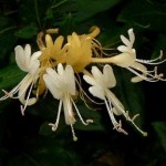 Photo of Japanese honeysuckle