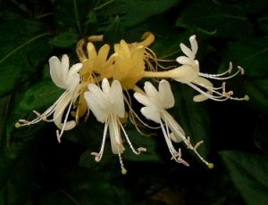 Photo of Japanese honeysuckle