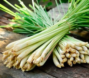 photo of lemon grass