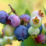 Photo of bluberries at various stages of ripeness