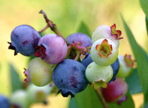 Photo of bluberries at various stages of ripeness