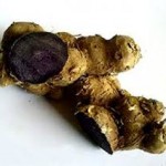 photo of black ginger