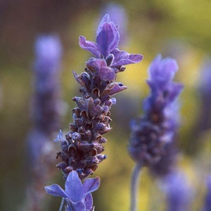 Close up photo of lavender flower