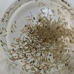 Photo of GM mosquitoes being bred in the lab