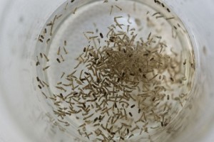Photo of GM mosquitoes being bred in the lab