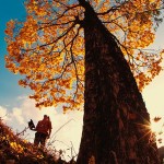 photo of a man looking up at a tall tree