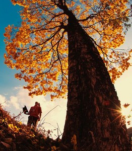 photo of a man looking up at a tall tree