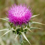 Photo of Milk Thistle plant