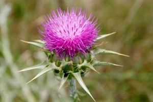 Photo of Milk Thistle plant