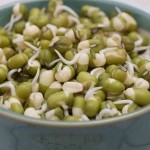 Photo of sprouted mung beans