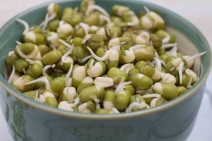 Photo of sprouted mung beans