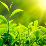 photo of green tea leaves growing