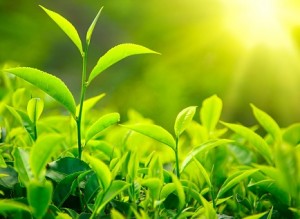 photo of green tea leaves growing