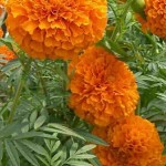 Photo of marigolds
