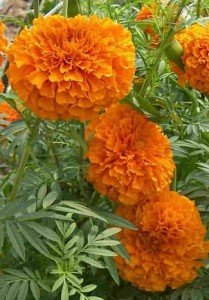 Photo of marigolds