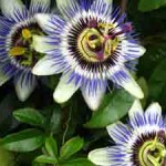 photo of passionflowers