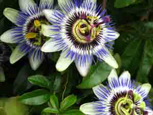 photo of passionflowers