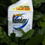 Photo of a container of Roundup