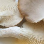 Close up photo of oyster mushrooms