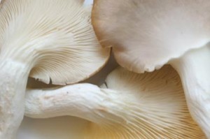 Close up photo of oyster mushrooms