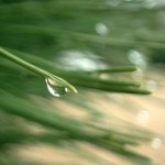 photo of pine needles