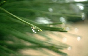 photo of pine needles